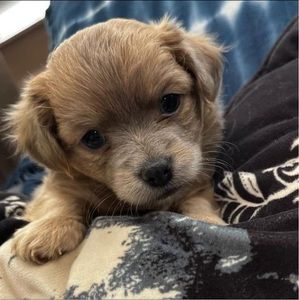 Meet your Posher, Alyce